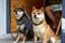 Two cute and funny Shiba Inu