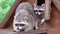 Two cute furry raccoons playing together in wooden house. Funny adorable little racoons in zoo