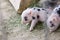 Two cute and fuzzy one week old baby piglets