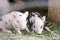 Two cute and fuzzy one week old baby piglets