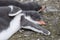 Two cute Gentoo penguin chicks sleeping arm in arm on the ground, Aitcho Islands, South Shetland Islands, Antarctica