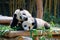 Two cute giant pandas playing together