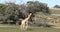 Two cute Giraffe, couple in Kalahari, South Africa