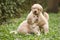 Two cute golden retriever puppies playing