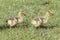 Two cute goslings walk in grass