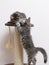 Two Cute gray kittens are playing near the scratching post on cat furniture