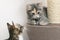 Two Cute gray kittens are sitting near the scratching post on cat furniture