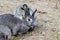 Two cute gray rabbits