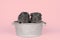 Two cute grey guinea pigs sitting next to eachother in a pewter tin bath on a pink background