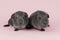 Two cute grey guinea pigs sitting next to eachother on a pink background