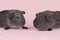 Two cute grey guinea pigs sitting next to eachother on a pink background