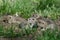 Two Cute Ground Squirrels Sharing a Little Kiss