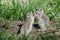 Two Cute Ground Squirrels Sharing a Little Kiss