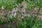 Two Cute Ground Squirrels Sharing a Little Kiss