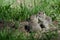 Two Cute Ground Squirrels Sharing a Little Kiss