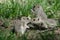 Two Cute Ground Squirrels Sharing a Little Kiss