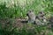 Two Cute Ground Squirrels Sharing a Scrumptious Meal