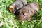two cute guinea pigs adorable american tricolored with swirl on head in park eating grasses.