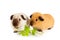 Two cute guinea pigs eating juicy greens