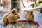 Two cute guinea pigs are having meal