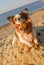 Two cute happy chihuahua pet dogs hugging paw with love on sand beach in sea summer vacation