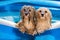 Two cute havanese dog in an inflatable pool