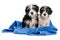 Two cute havanese puppies after bath is sitting on a blue towel