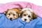 Two cute Havanese puppies are resting in a bed