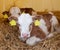 Two cute healthy little calf lying on straw