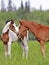 Two cute Horse Foals, Pinto and chestnut on fresh summer pasture, greeting each other.