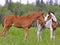 Two cute Horse Foals at spring pasture,greeting each other