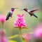 Two cute hummingbird bird flying next to beautiful pink flower.