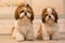 Two cute identical shih tzu dogs with bows posing for the camera. The dogs sit together