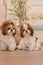 Two cute identical shih tzu dogs with bows posing for the camera. The dogs sit together