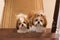 Two cute identical shih tzu dogs with bows posing for the camera. The dogs sit together