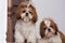 Two cute identical shih tzu dogs with bows posing for the camera. The dogs sit together
