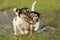 Two cute Jack Russell Terrier dogs playing and fighting with a ball in a water puddle in the snowless winter