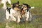 Two cute Jack Russell Terrier dogs playing and fighting with a ball in a water puddle in the snowless winter