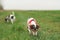 Two cute Jack Russell Terrier dogs are sniffing on a green meadow in late summer. 10 and 13 years old