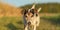 Two cute jack russell terriers dogs are walking alone on a path next to corn fields in autumn. both dogs are old 13 and 10 years