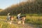 Two cute jack russell terriers dogs are walking alone on a path next to corn fields in autumn. both dogs are old 13 and 10 years