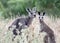 Two cute kangaroos