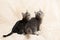 Two cute kittens on a cream fluffy fur blanket