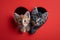 Two cute kittens peeks out of a hole in the shape of a heart on red background. Valentine\\\'s day