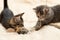 Two cute kittens playing a toy on a rope on a cream fluffy fur blanket