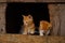 Two cute kittens in their wooden house. Interested in how to climb a fence