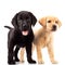 Two cute labrador puppy dogs