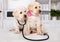 Two cute labrador puppy dogs sit on examination table at the veterinary doctor office