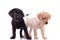 Two cute labradors retrievers on white background