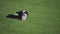 Two cute lambs resting in a farmers field in Springtime